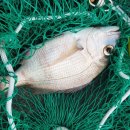 감생이민박 이미지