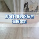 강아지세상 | 강아지가 긁어놓은 나무몰딩복원 반려견 이갈이 몰딩원상복구