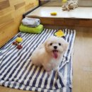 해피펫클럽 이미지