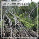 동막골캠프 | 코타키나발루 여행 | 봉가완 스르방 반딧불 투어 봉가완 맹그로브숲, 선셋, 반딧불