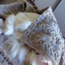 G00166 | 아이허브 : 고양이 심장 영양제