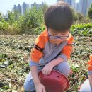 ＜10월＞ 도시농부자연체험학교-고구마 수확 체험(1) 이미지