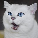 블루아이