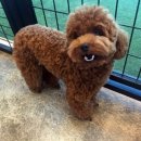 도그파우 이미지