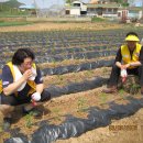 교동면-3 이미지