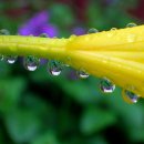 아침이슬 이미지