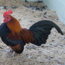 게임잉글리쉬 이미지