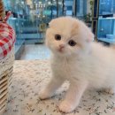 천안고양이 분양 퍼스트캣 본점 이미지