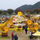 장성 황룡강 노랑꽃 축제 이미지