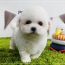 천사 애견 이미지