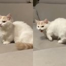 내친구고양이 이미지