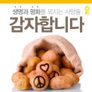 자연을 담은 무농약(친환경) 제주 햇감자 특판 이미지