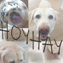 호이해이 이미지