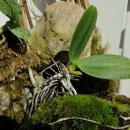 석주로(남) 이미지