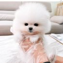 마마스미독 강아지분양 대전점 | 대전 강아지 애견분양 마마스미독 강아지분양 대전점 리얼후기