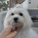 심쿵하개 이미지