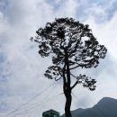 동의보감촌(東醫寶鑑村)