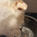 프레싯 (FRESHET) 이미지