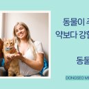 경상동물병원 | 암 환자 동물매개치료 효과 온열암치료기 공개