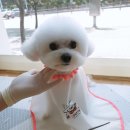 애견샵컬리독 이미지