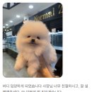 혈통 | 부여에서 세종 강아지분양 원독 직접 방문 후기 , 혈통 포메라니안 분양 과정