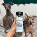 yes덴탈 | 강아지 입냄새 없애는 꿀템! [레디펫고 홍삼이랑 유산균] 강아지 가수분해 간식 추천