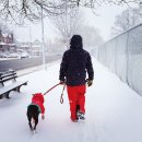 강아지산책 이미지