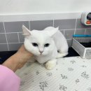 크리스타일 이미지