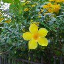 푸켓 - 예쁜 노란(알라만다)꽃 이미지