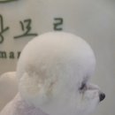 꼬망모르 이미지