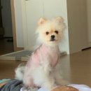 반짝일개 이미지