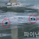 (주)영풍석포제련소 | 영풍 석포제련소, '세계 수달의 날' 맞아 낙동강 하천 환경 정화 실시