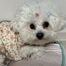 꽃강아지 | 모찌노 강아지겨울옷 미니비숑 꽃누빔패딩조끼L후기
