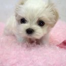 말랑말랑 이미지