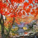 [국내여행]가을 사진 끝판왕! 한국의 가을 풍경 / 여행 정보방 , 스타님 작품 이미지