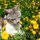 낭만고양이 이미지