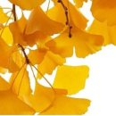 위드 송 이미지