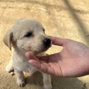 [입양홍보] 세상 똑똑하고 건강한 시고르자브종 아홉마리 강아지들의 가족을 찾습니다. 이미지