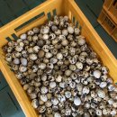 풍세메추리농장 이미지