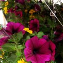 코스코약국 이미지