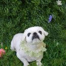 땡글땡굴 이미지