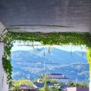 섬진강대나무숲길 이미지