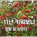 왕보리수나무 키우기 11년 후기, 수확시기·물주기·병충해·장단점 정리