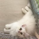 묘랑묘랑 일산점 이미지