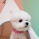 신촌애견미용실 이미지