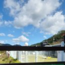 빵실하개 이미지