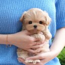 청도메디컬 | 청도강아지분양 잊지 못할 곳