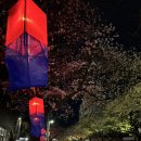 세븐일레븐제주봉개LH점 | 전농로 벚꽃축제 2025 후기 주차전쟁 맛집 카페 총정리