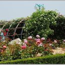 장미공원B 이미지