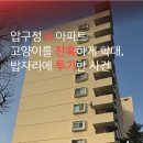 압구정 H 아파트, 고양이를 잔혹하게 학대하고 밥자리 주변에 절단한 머리를 투기함 이미지